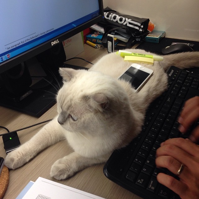 коты в неожиданных местах, Коты, которые всегда рады помочь своему хозяину