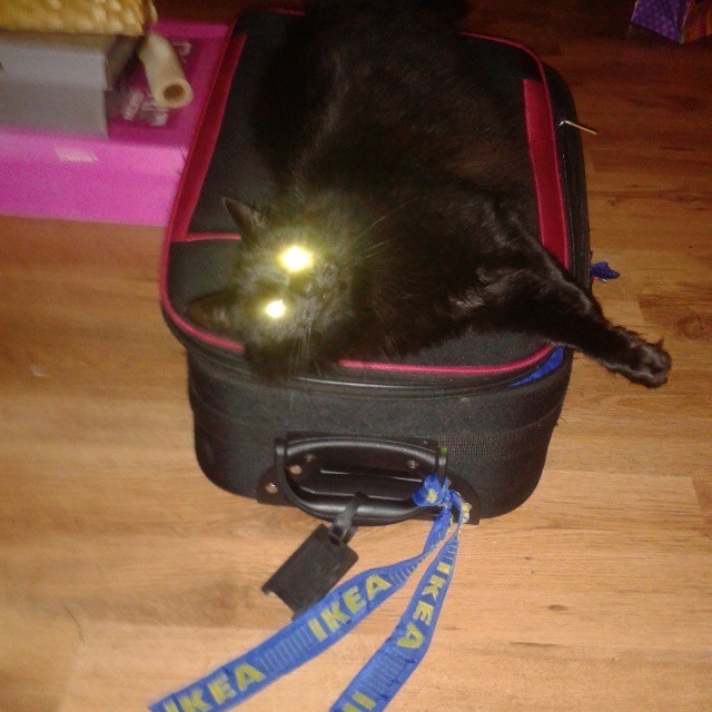 адские коты, злые кошки, evil cat