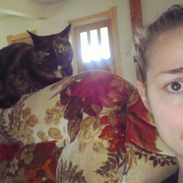 адские коты, злые кошки, evil cat