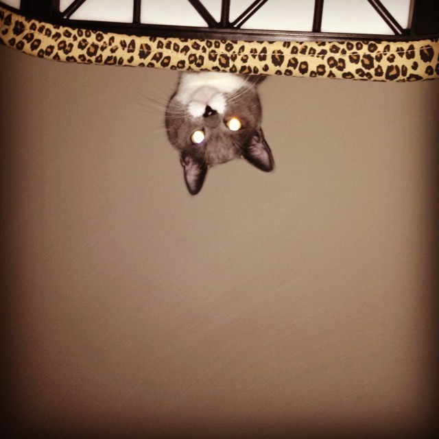 адские коты, злые кошки, evil cat