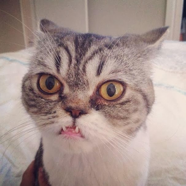 адские коты, злые кошки, evil cat