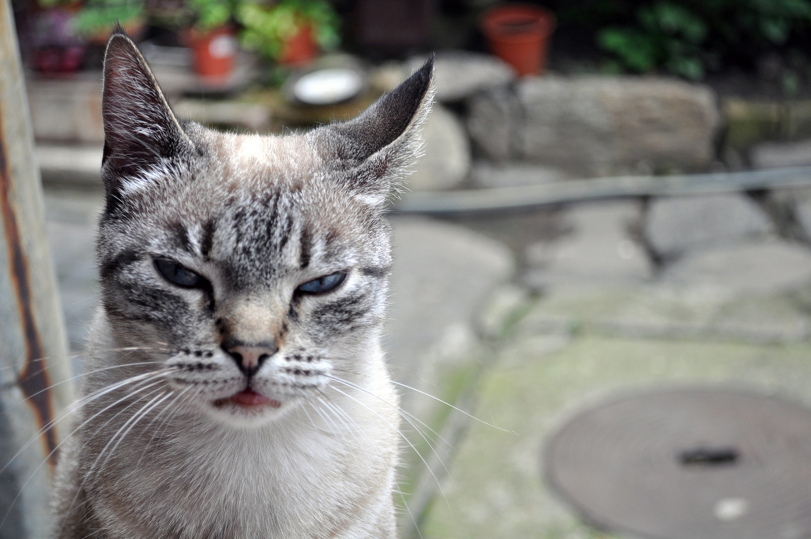 адские коты, злые кошки, evil cat