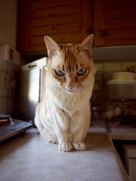 адские коты, злые кошки, evil cat