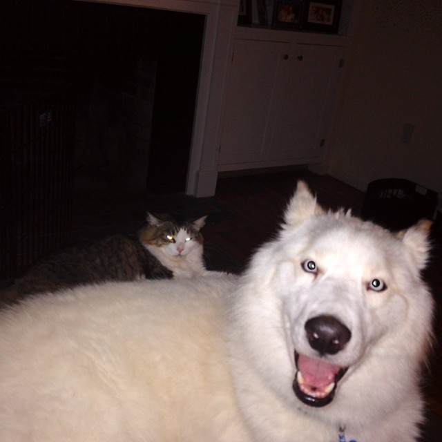 адские коты, злые кошки, evil cat