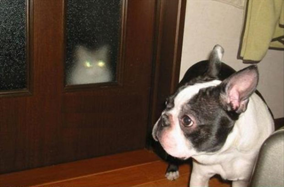 адские коты, злые кошки, evil cat