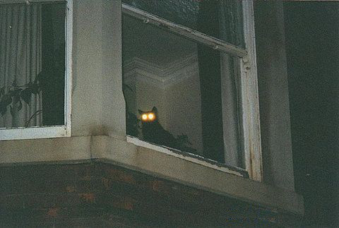 адские коты, злые кошки, evil cat