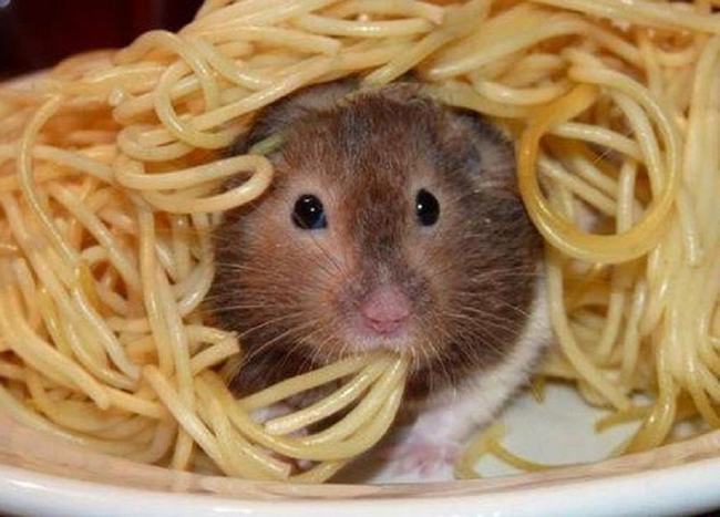 смешные хомяки, хомяки лучшие животные в мире, хомяки гифки анимация