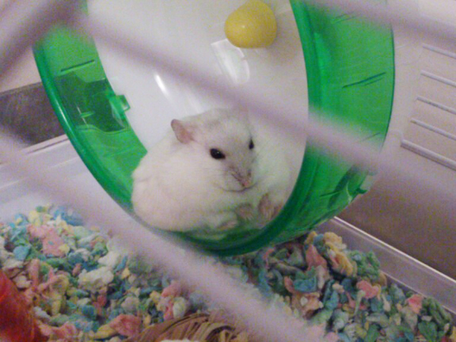 смешные хомяки, хомяки лучшие животные в мире, хомяки гифки анимация