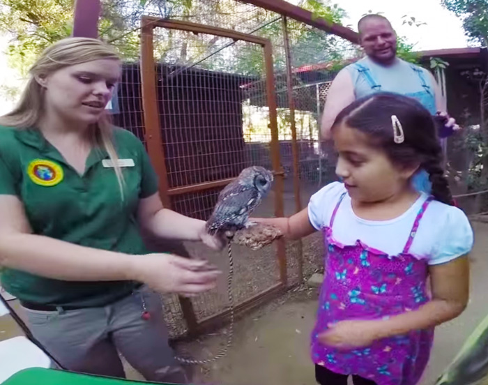 Зевс сова с космосом в глазах, Zeus owl