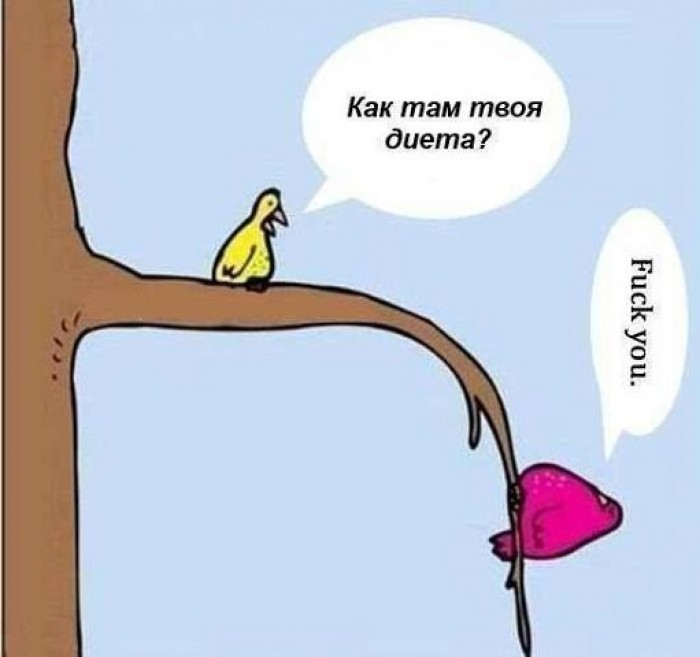 20 самых смешных и нелепых поисковых запросов касаемо похудения смешные запросы, нелепые глупые запросы похудение