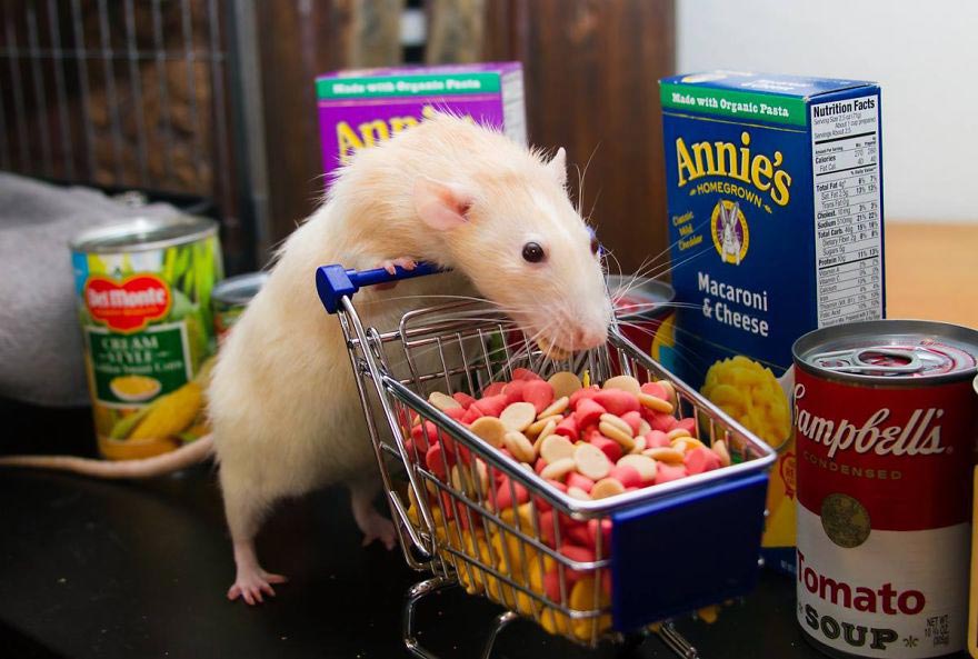 Можно ли крысам мандарины. Мышь с едой. Крыска с едой. Крысы домашние.