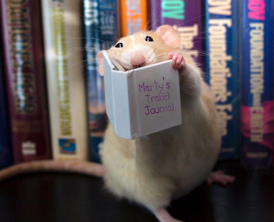 Захватывающие приключения очаровательного крысёнка Марти Marty Mouse, крыса Марти, милые животные