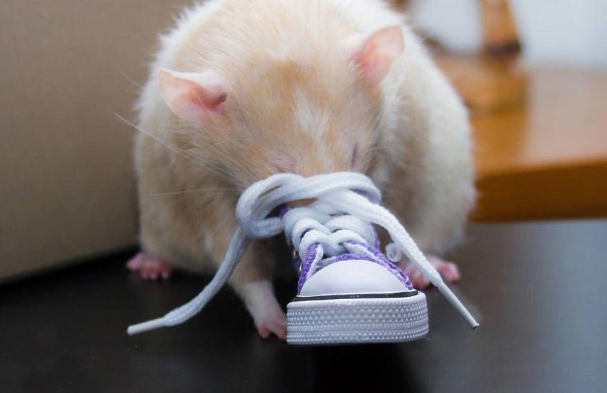 Захватывающие приключения очаровательного крысёнка Марти Marty Mouse, крыса Марти, милые животные