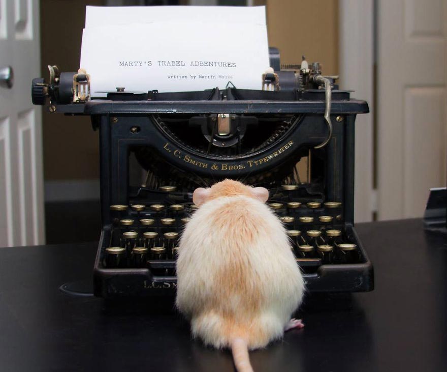 Захватывающие приключения очаровательного крысёнка Марти Marty Mouse, крыса Марти, милые животные