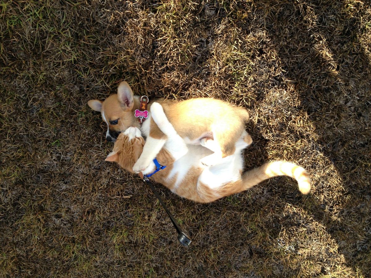 Манго и Люси - пушистые друзья, которые очень любят обниматься Манго и Люси, кошка и собака любят обниматься, животные обнимаются