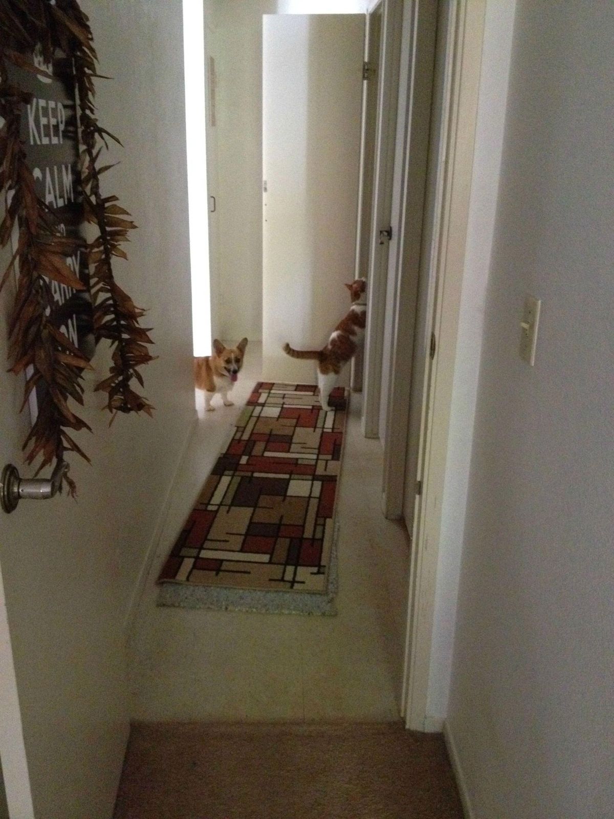 Манго и Люси - пушистые друзья, которые очень любят обниматься Манго и Люси, кошка и собака любят обниматься, животные обнимаются