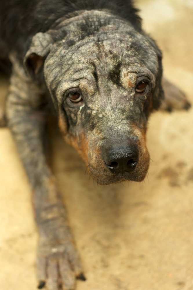 Rottweiler Tiny's,  трансформация ротвейлера Тайни, Sean McCormack, The Sanctuary