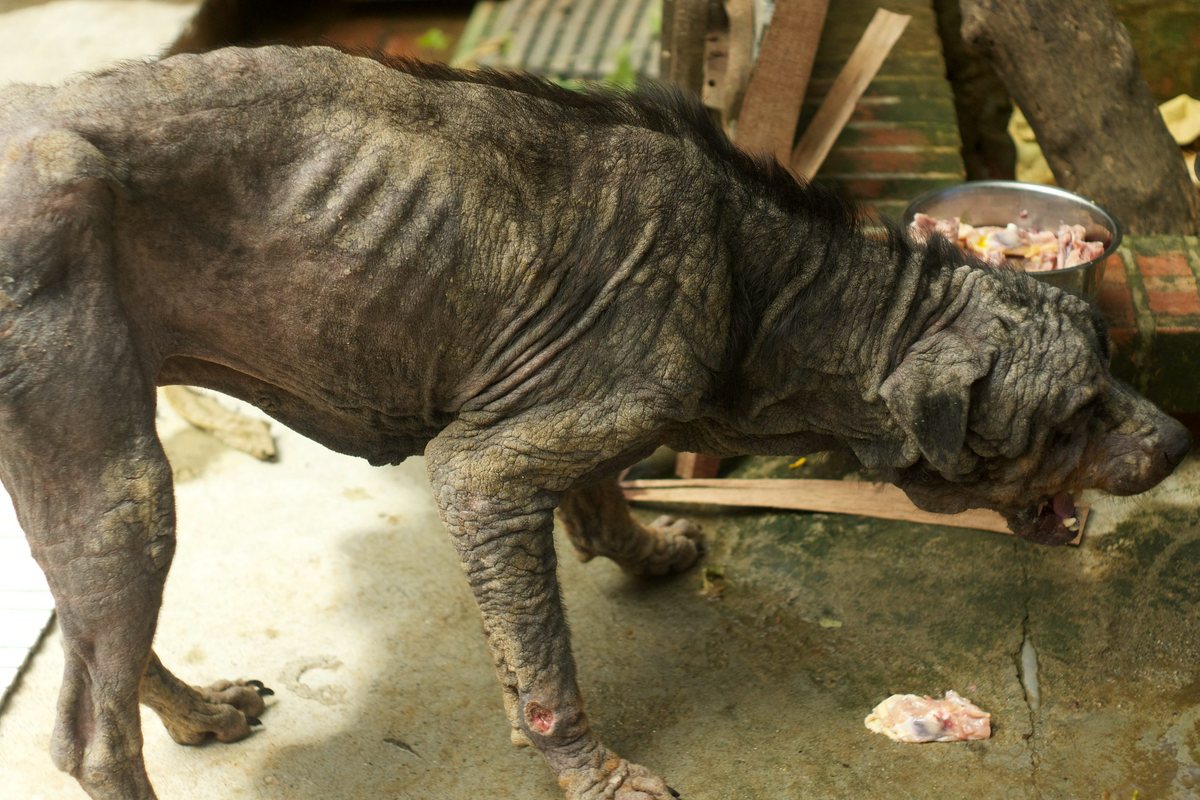 Rottweiler Tiny's,  трансформация ротвейлера Тайни, Sean McCormack, The Sanctuary