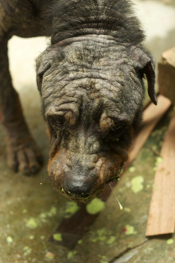 Rottweiler Tiny's,  трансформация ротвейлера Тайни, Sean McCormack, The Sanctuary