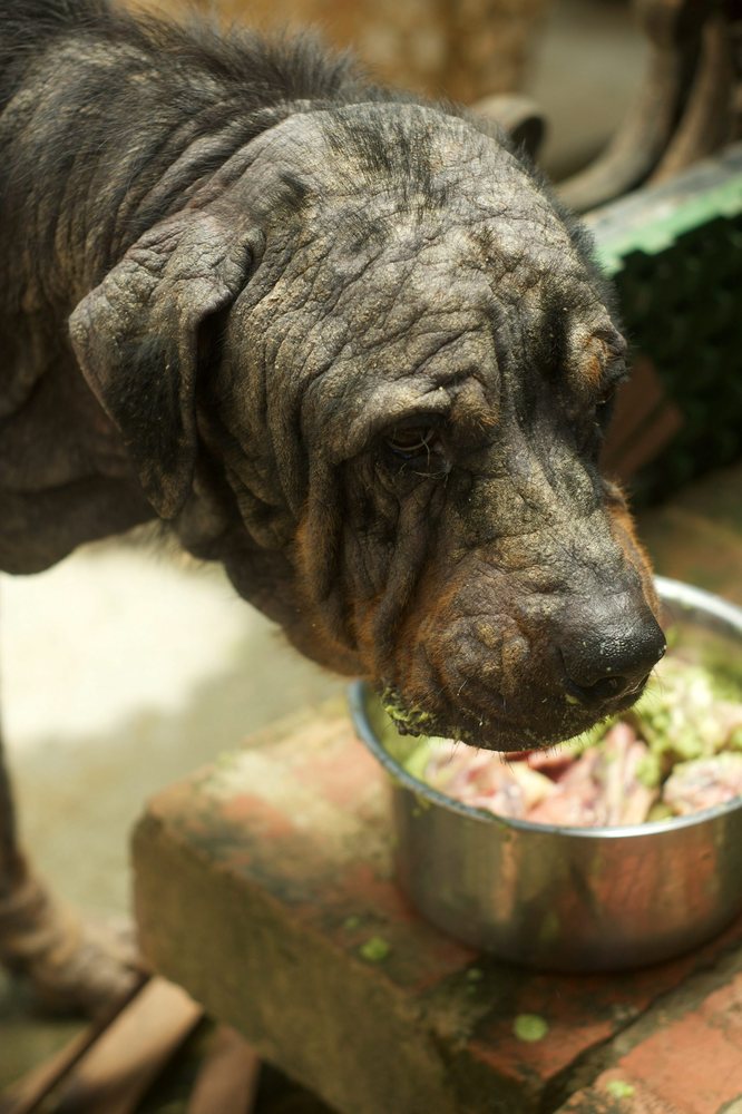 Rottweiler Tiny's,  трансформация ротвейлера Тайни, Sean McCormack, The Sanctuary