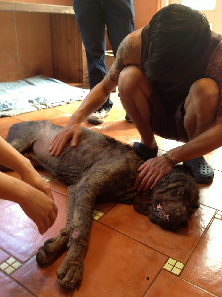 Rottweiler Tiny's,  трансформация ротвейлера Тайни, Sean McCormack, The Sanctuary