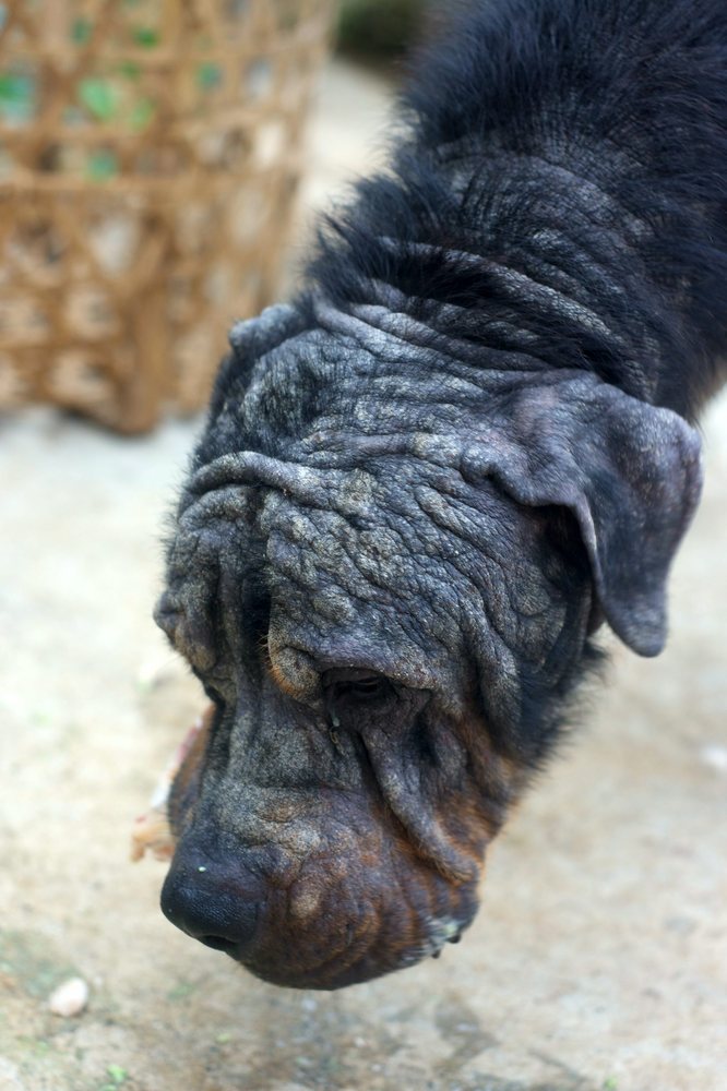 Rottweiler Tiny's,  трансформация ротвейлера Тайни, Sean McCormack, The Sanctuary