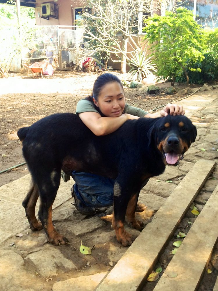 Rottweiler Tiny's,  трансформация ротвейлера Тайни, Sean McCormack, The Sanctuary