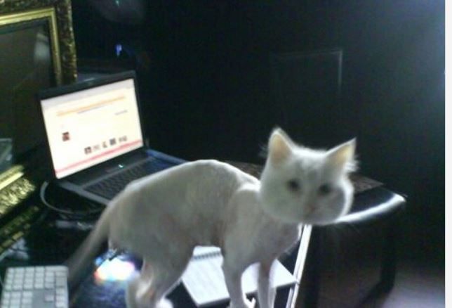 кот преобразился за шесть лет, спасание бездомного кота 6 лет, метаморфозы кота