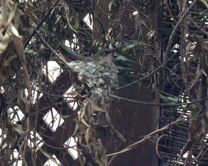 гнездо колибри во дворе, пернатые соседи, нашел гнездо колибри