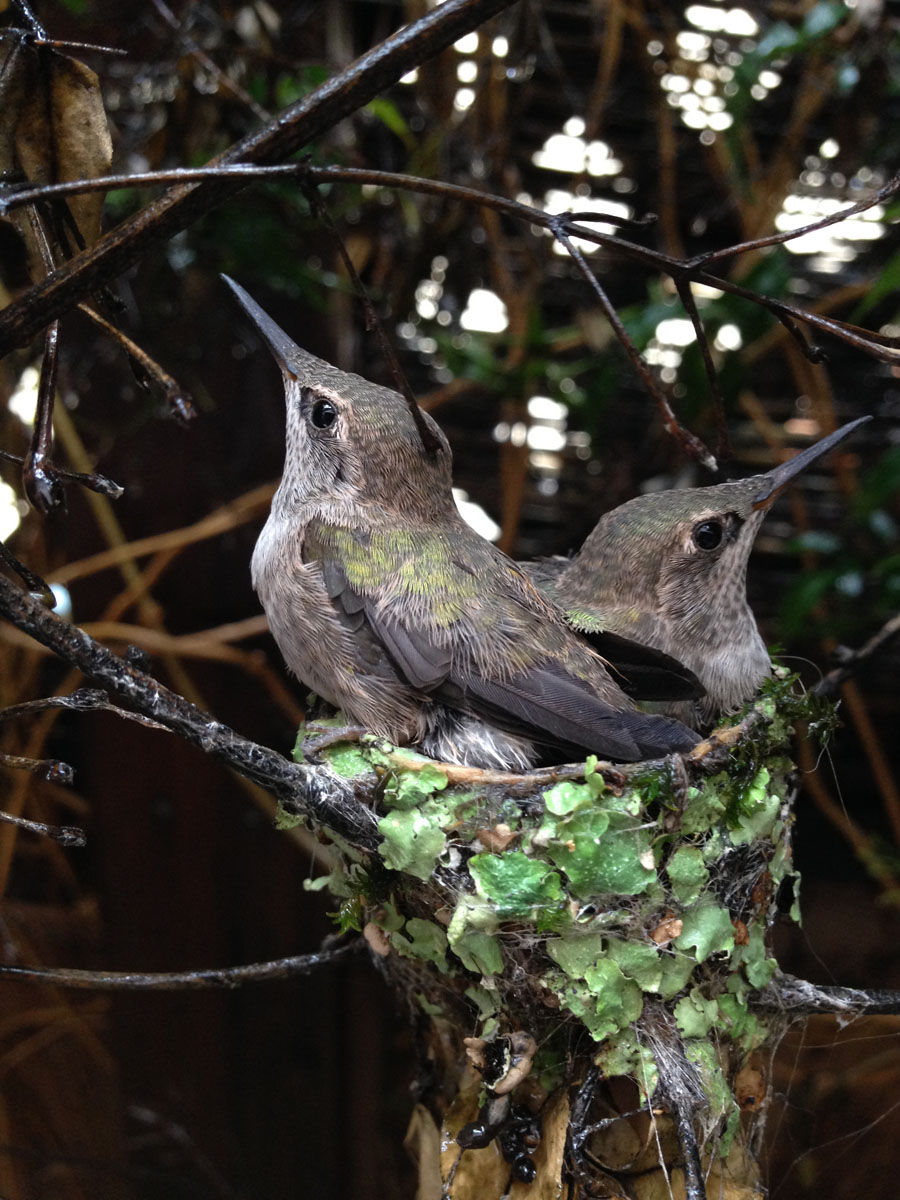 гнездо колибри во дворе, пернатые соседи, нашел гнездо колибри