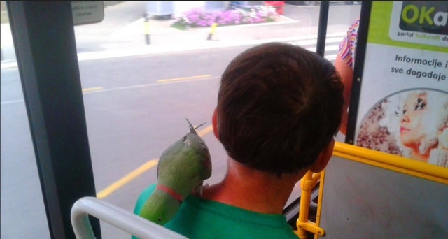 общественный транспорт Сербии, чудаки в общественном транспорте