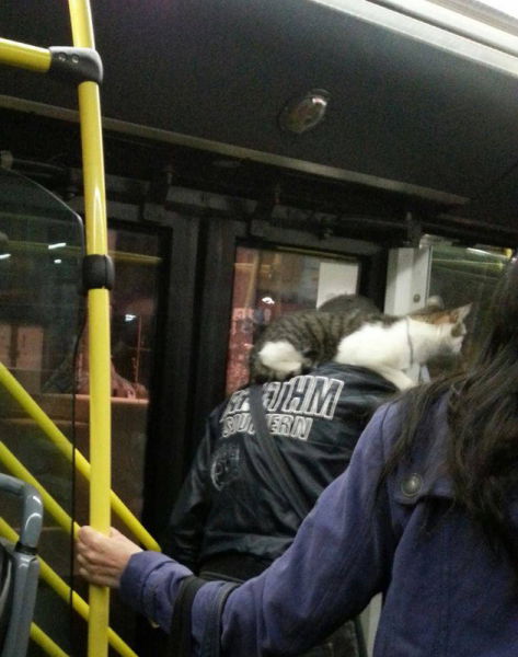 общественный транспорт Сербии, чудаки в общественном транспорте