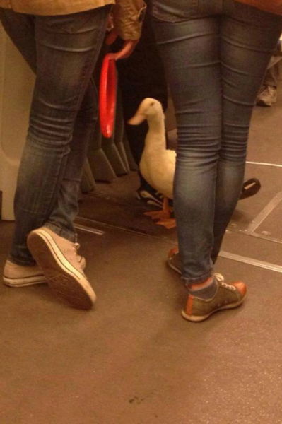 общественный транспорт Сербии, чудаки в общественном транспорте