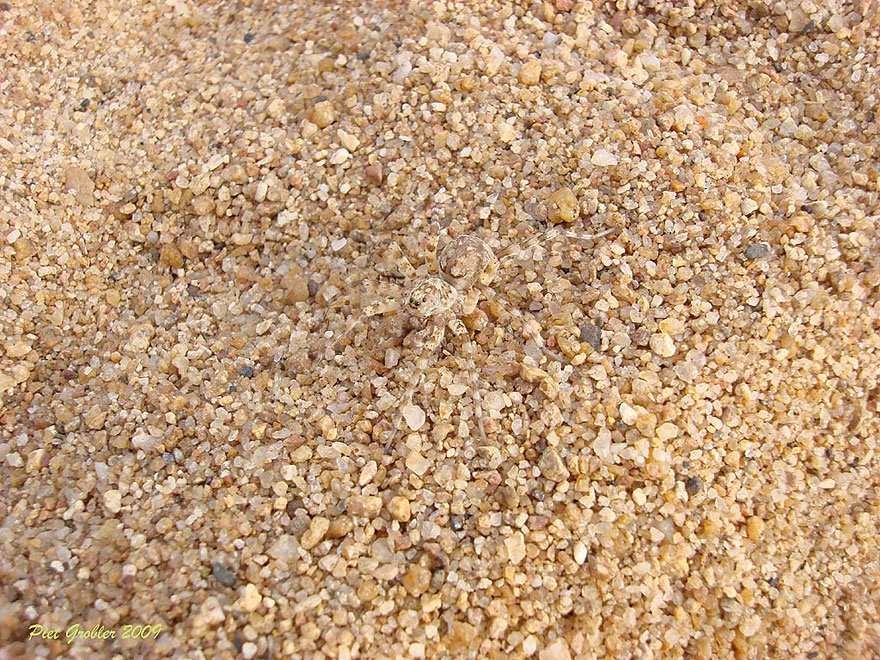 природный камуфляж маскировка животных, камуфляж у животных