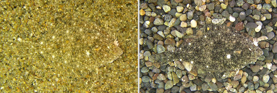 природный камуфляж маскировка животных, камуфляж у животных