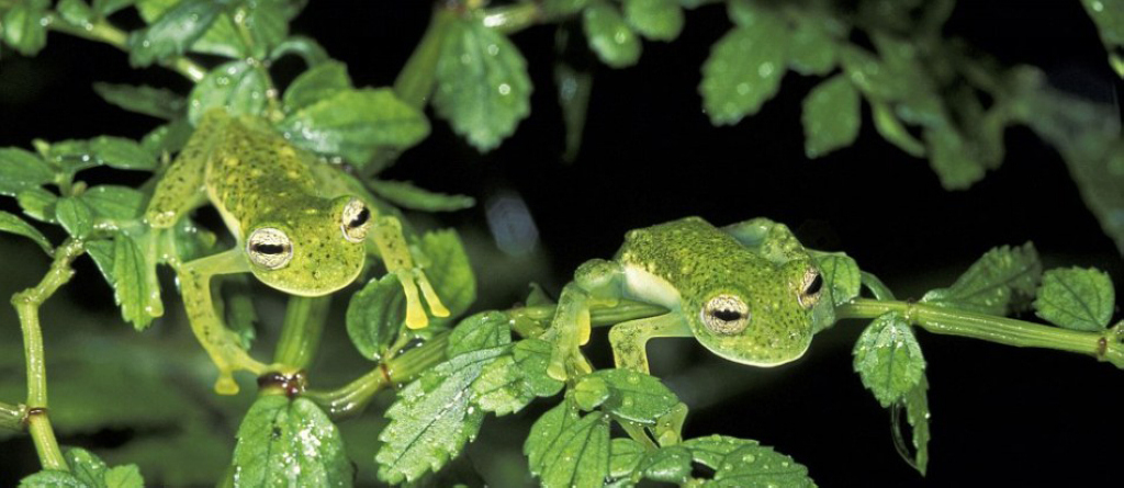 природный камуфляж маскировка животных, камуфляж у животных