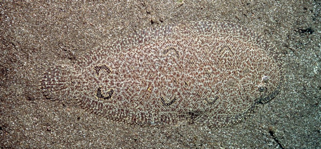 природный камуфляж маскировка животных, камуфляж у животных