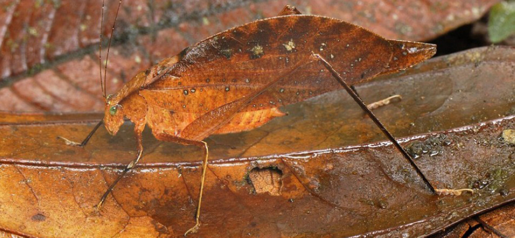 природный камуфляж маскировка животных, камуфляж у животных