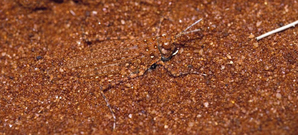 природный камуфляж маскировка животных, камуфляж у животных