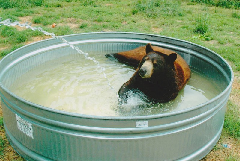 Невероятная история дружбы льва, тигра и медведя лев тигр и медведь. дружба животных, Лео Балу Шер-Хан