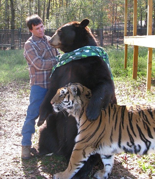 Невероятная история дружбы льва, тигра и медведя лев тигр и медведь. дружба животных, Лео Балу Шер-Хан