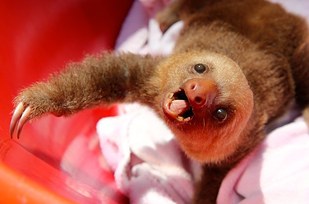 милые ленивцы, ленивцы позитив, смешные ленивцы