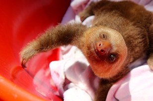 милые ленивцы, ленивцы позитив, смешные ленивцы