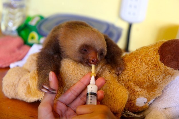 милые ленивцы, ленивцы позитив, смешные ленивцы