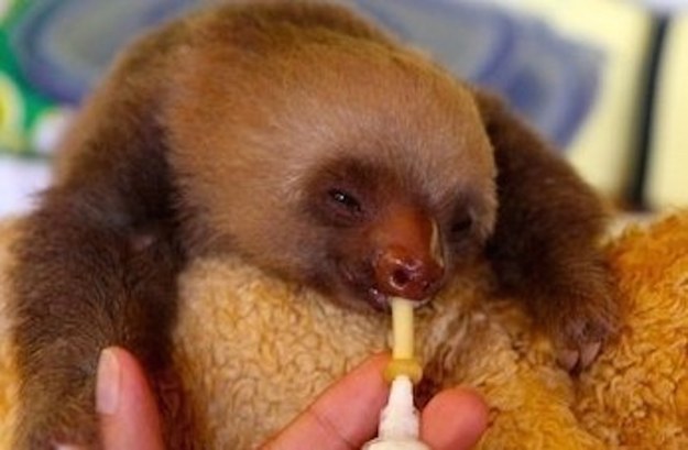 милые ленивцы, ленивцы позитив, смешные ленивцы