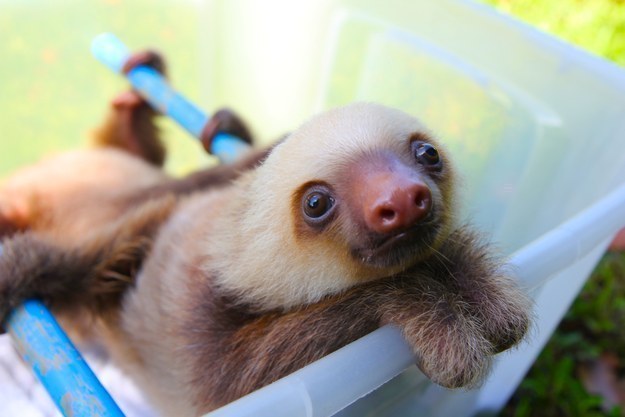 милые ленивцы, ленивцы позитив, смешные ленивцы