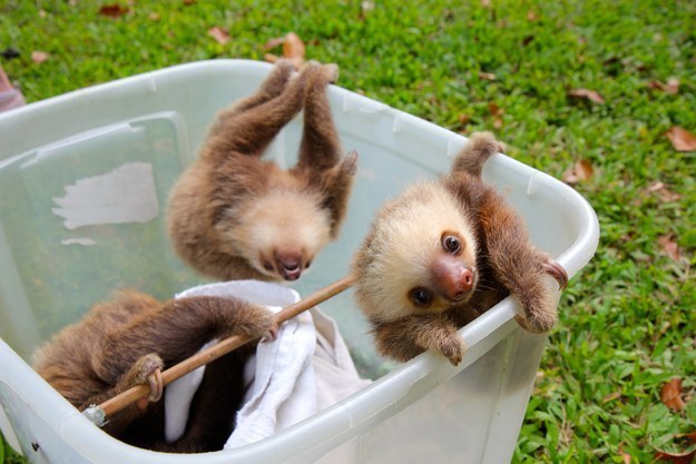 милые ленивцы, ленивцы позитив, смешные ленивцы