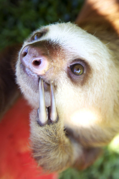 милые ленивцы, ленивцы позитив, смешные ленивцы