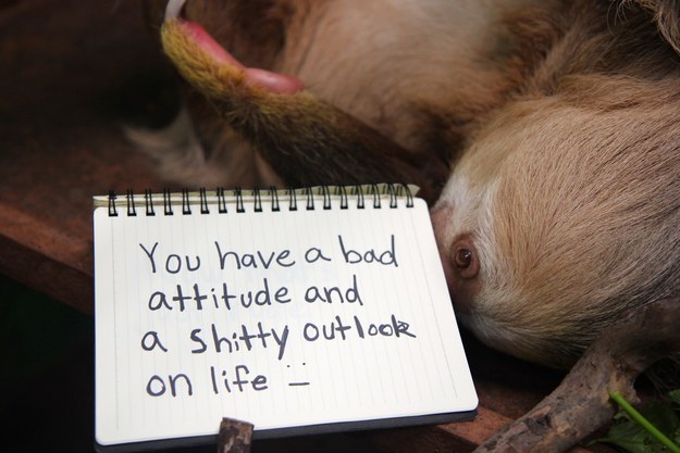 милые ленивцы, ленивцы позитив, смешные ленивцы