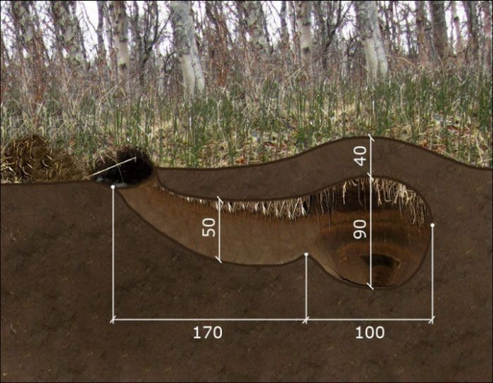 Как выглядит настоящая медвежья берлога изнутри медвежья берлога изнутри, внутри медвежьей берлоги